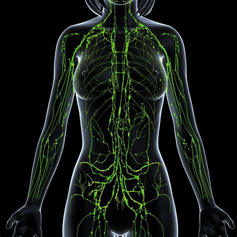 Schematic Diagram Of Lymphatic System