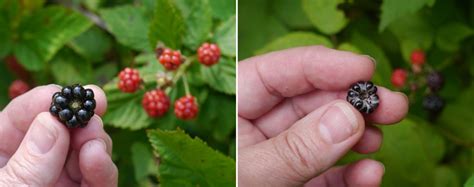 Blackberry? or black raspberry? | Identify that Plant