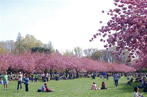 NYC ♥ NYC: Cherry Blossom Season at Brooklyn Botanic Garden