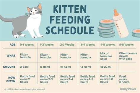 Kitten Feeding Schedule: From Newborn to One Year | Feeding kittens, Kitten formula, Newborn kittens