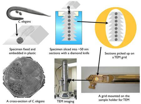 Specimen Preparation For Light And Electron Microscopy ...