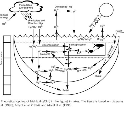 Photo-active Zone Oxic zone Redox Zone Hypoxic zone | Download Scientific Diagram