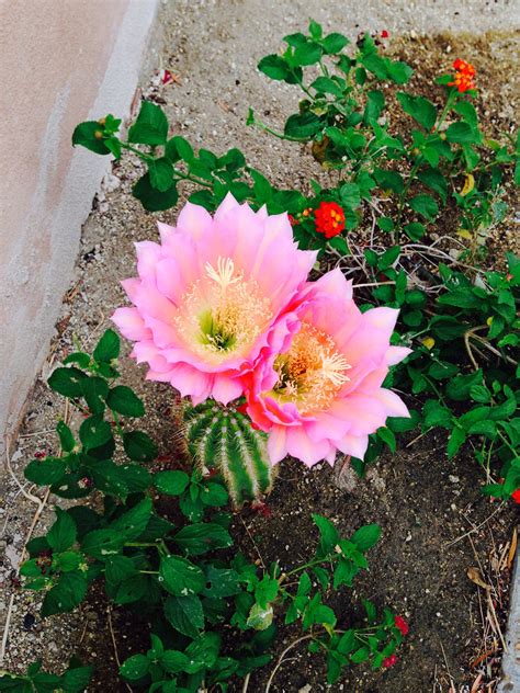 Cactus flower | Desert garden, Cactus flower, Flowers