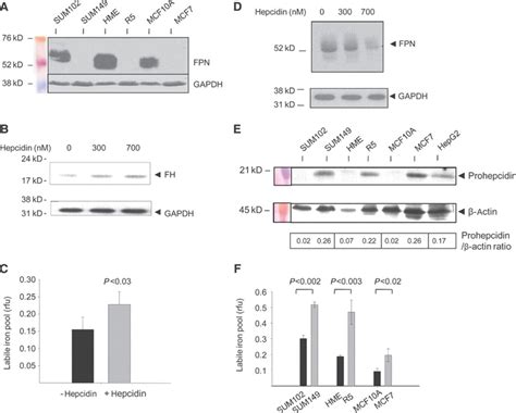 Ferroportin and Iron Regulation in Breast Cancer Progression and Prognosis | Science ...