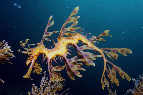 Leafy_Seadragon_on_Kangaroo_Island - All Creatures Podcast