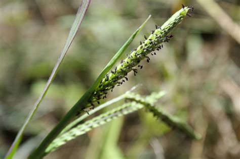 Paspalum dilatatum - Alchetron, The Free Social Encyclopedia