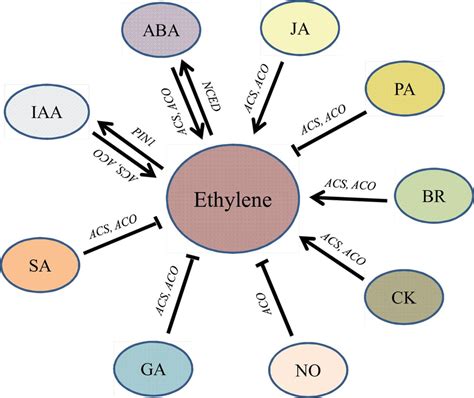 Ethylene and its plausible relations/interactions with other growth... | Download Scientific Diagram