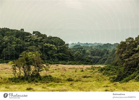 Kakamega Rainforest - a Royalty Free Stock Photo from Photocase