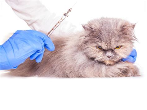 Vaccinations for Animals in a Veterinary Clinic Stock Photo - Image of mammal, background: 37746328