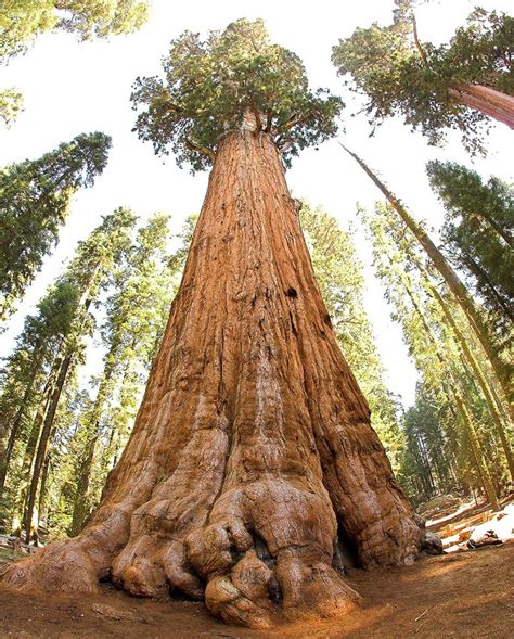 'Big Tree' Giant Redwood Sequoia gigantea - 40 Seeds