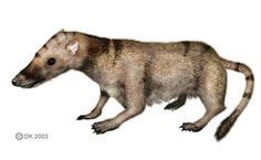 Eozostrodon, Triassic | Eozostrodon | Mesozoic Mammals | Pinterest | Extinct animals and Extinct