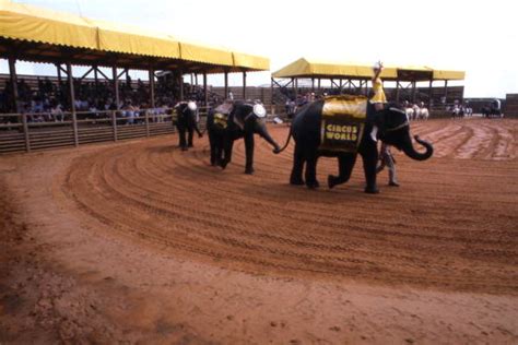 Florida Memory • View of elephants at The Great Western Stampede attraction in the Circus World ...