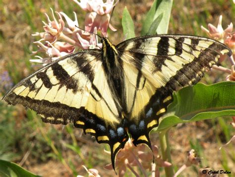 Western Tiger Swallowtail Butterfly