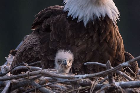 Five Rules for Photographing Bald Eagle Nests | Audubon