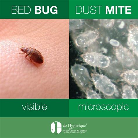 Bed Bug Dust Mites – Pest Phobia