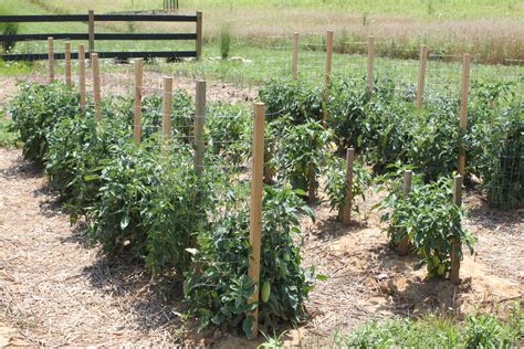 The Easiest Ways to Grow a Bumper Crop of Tomatoes | Hometalk