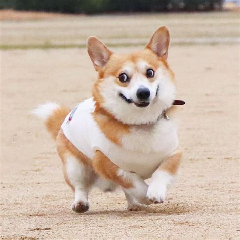 This Corgi Has The Funniest Emoji-Like Facial Expressions That Will ...