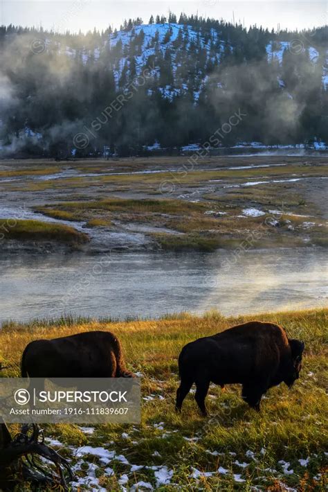 America Bison (Bison bison) in Yellowstone National Park, USA - SuperStock