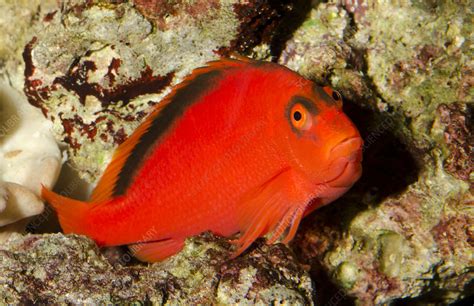 Scarlet hawkfish or Flame hawkfish - Stock Image - C024/3147 - Science ...