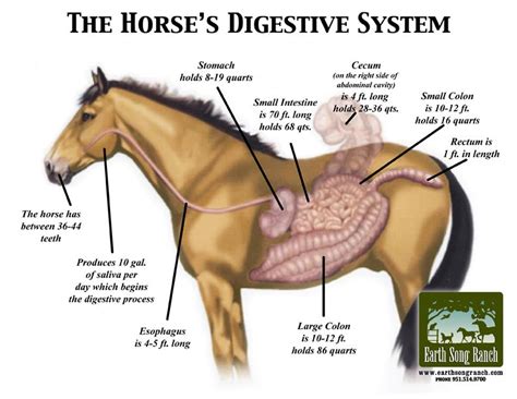 equine digestive system - Google Search | Healthy horses, Horses, Horse nutrition