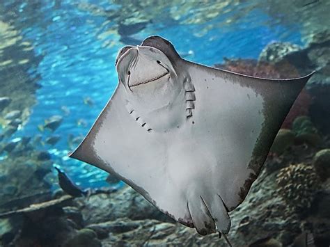 Pacific Cownose Ray | Online Learning Center | Aquarium of the Pacific