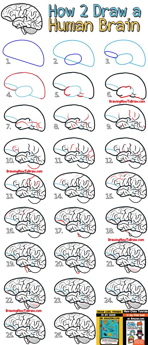 How to Draw a Human Brain – Easy Steps Drawing Lesson for Beginners – How to Draw Step by Step ...