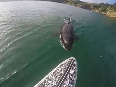 Killer Whale Attacks On Humans Videos