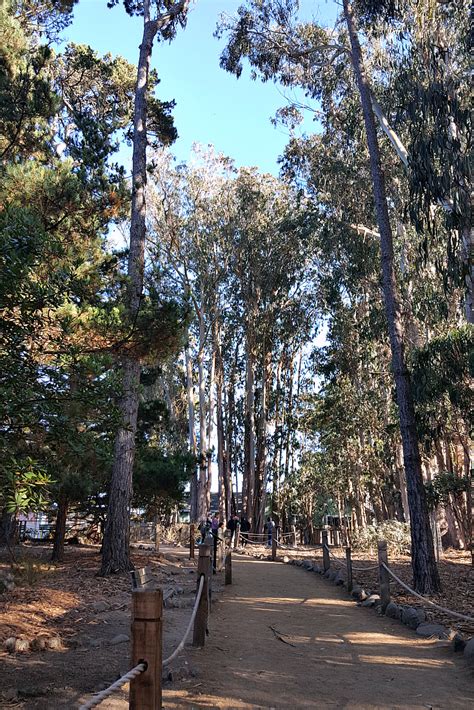 Monarch Butterfly Sanctuary in Pacific Grove - Valerie Was Here