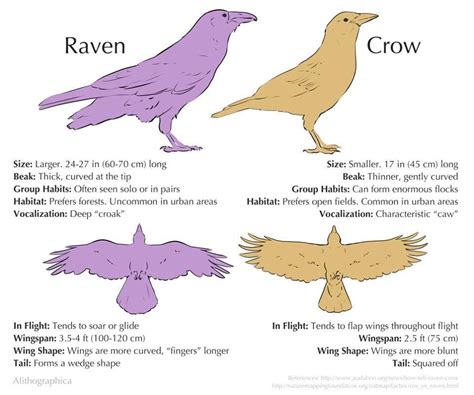 Crows vs ravens | Scientific illustration, Animals, Animal drawings