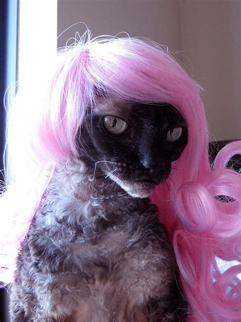 25 Funny Cats In Wigs That Will Make You Laugh - Bouncy Mustard