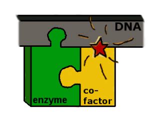 DNA barcodes for healthcare