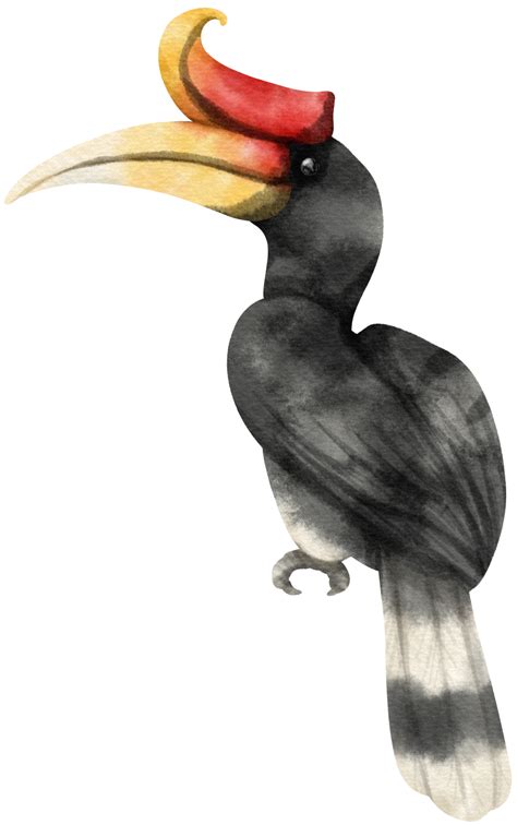 Watercolor rhinoceros hornbill bird illustration 9373297 PNG