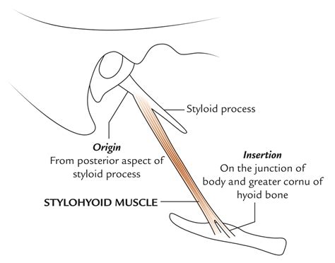 Stylohyoid muscle Origin, Insertion, Function, Exercise