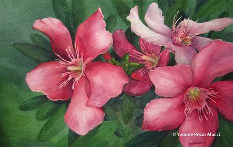 Pink Oleander Watercolor | Yvonne Pecor Mucci