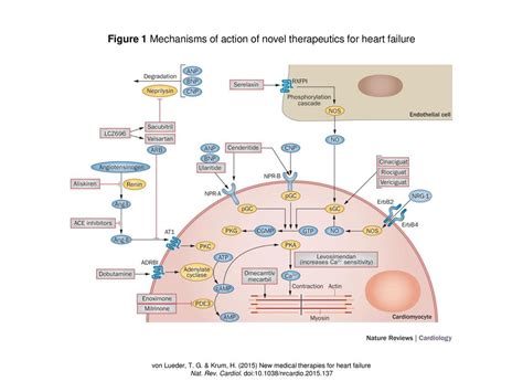 Figure 1 Mechanisms of action of novel therapeutics for heart failure ...