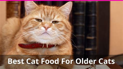 Best Cat Food For Older Cats: Reviews of the Top Foods for Senior Cats