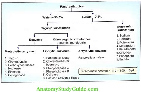 Pancreas - Functions, Properties, Physiology Notes - Anatomy Study Guide