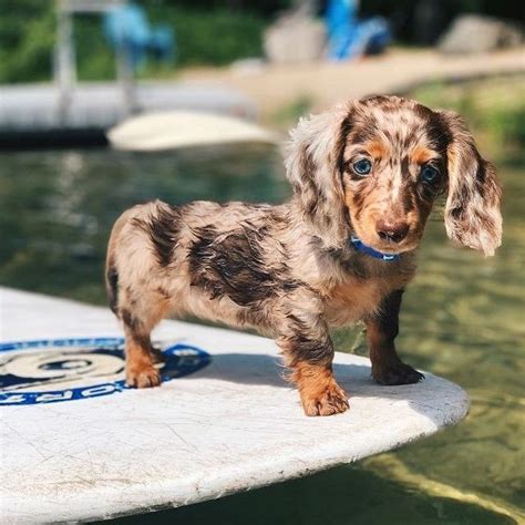 miniature longhaired dachshund puppies for sale near me | akc miniature ...