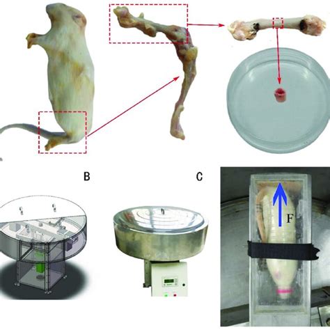 SD rats and high-G loading centrifuge. (A) SD rats and their ex vivo ...