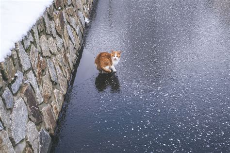 Video of Fluffy Cat Ice Skating Seen 15m Times: 'Magical Snow Kitty ...