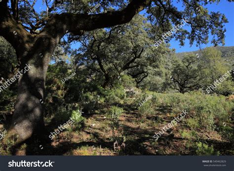 133,223 Mediterranean Forest Images, Stock Photos & Vectors | Shutterstock