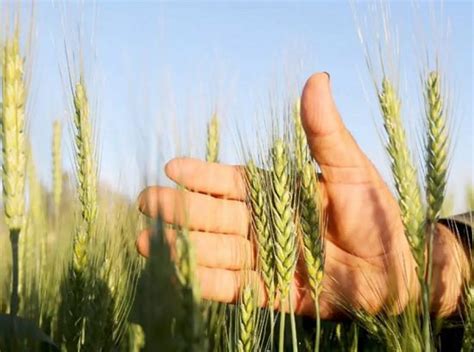 Sowing and Harvesting Season of Wheat in India • India Gardening