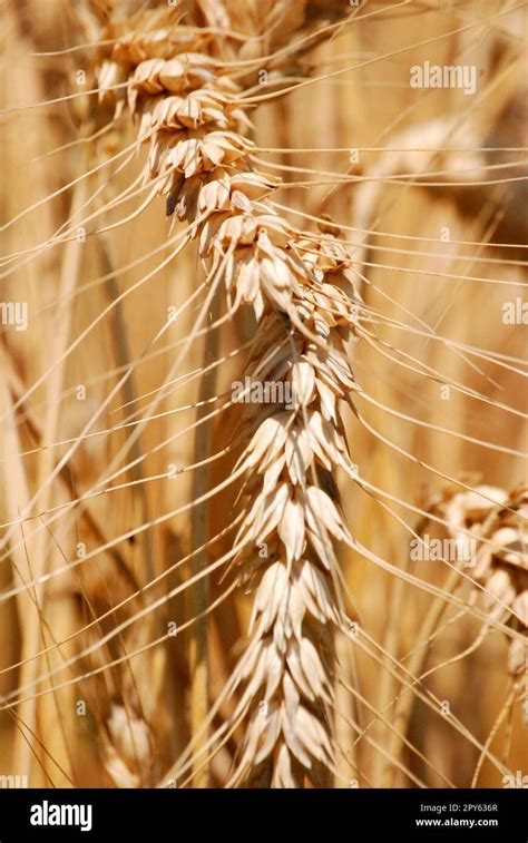 Ear of corn Stock Photo - Alamy