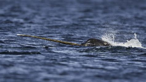 Narwhal Migration - Natural World Safaris