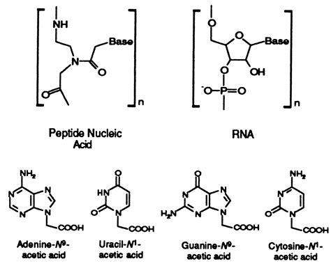 Peptide nucleic acids rather than RNA may have been the first genetic molecule | PNAS