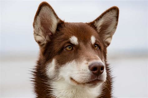 Brown Husky: Is This The Most Beautiful Husky Color?