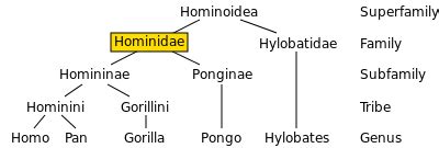 Hominidae - Wikipedia