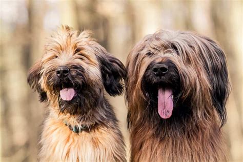 Briard – Temperament | Ernährung | Geschichte | Gesundheit