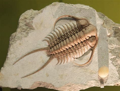 Cheirurus ingricus - trilobite - Smithsonian Museum of Nat… | Flickr