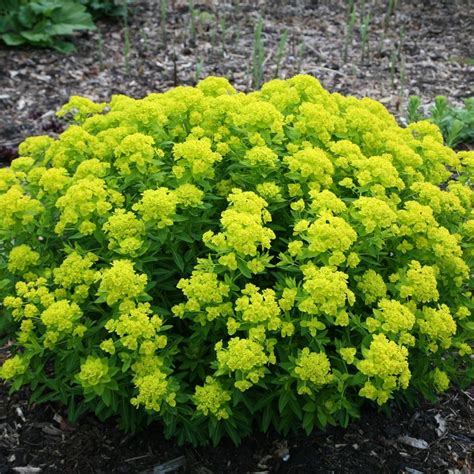 Buy spurge Euphorbia palustris: £6.99 Delivery by Crocus